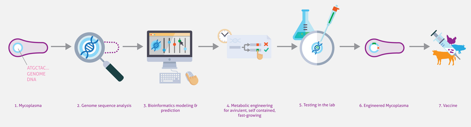 Representation of MycoSynVac work flow